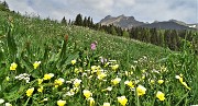 54 Niente crocus, ma tanti altri fiori multicolori nei prati della Pigolotta